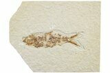 Bargain, Fossil Fish (Knightia) - Green River Formation #233116-1
